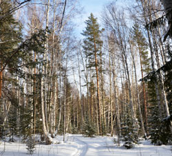 Признаки весны